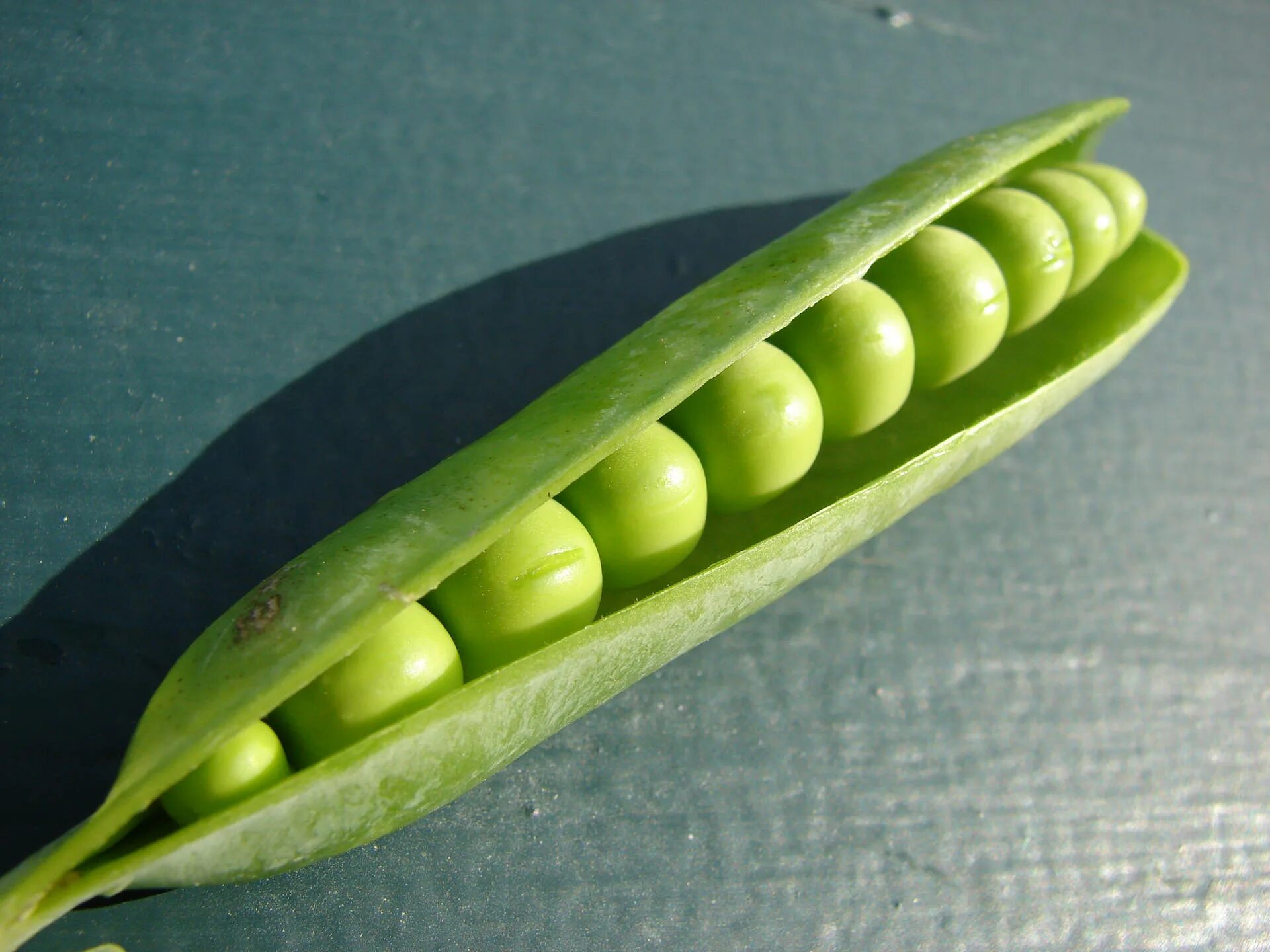 Как выглядит машина горошек 10 vegetables you can grow in pots