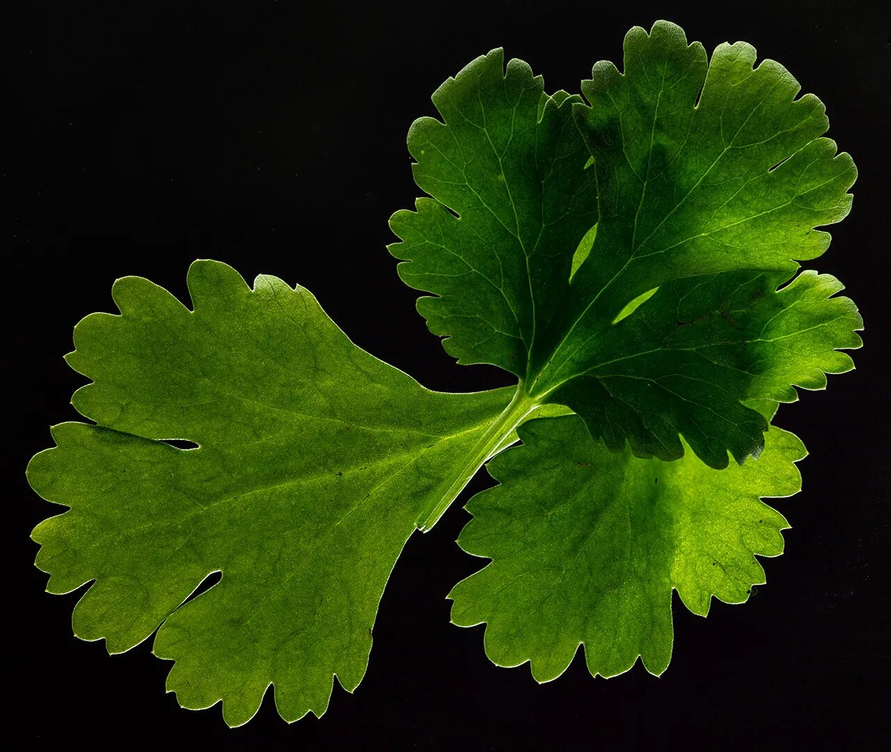 Кинза петрушка кориандр разница. Как отличить кинзу от петрушки. Листик кинзы и петрушки. Кинза петрушка кориандр разница. Кинза кориандр петрушка отличия.