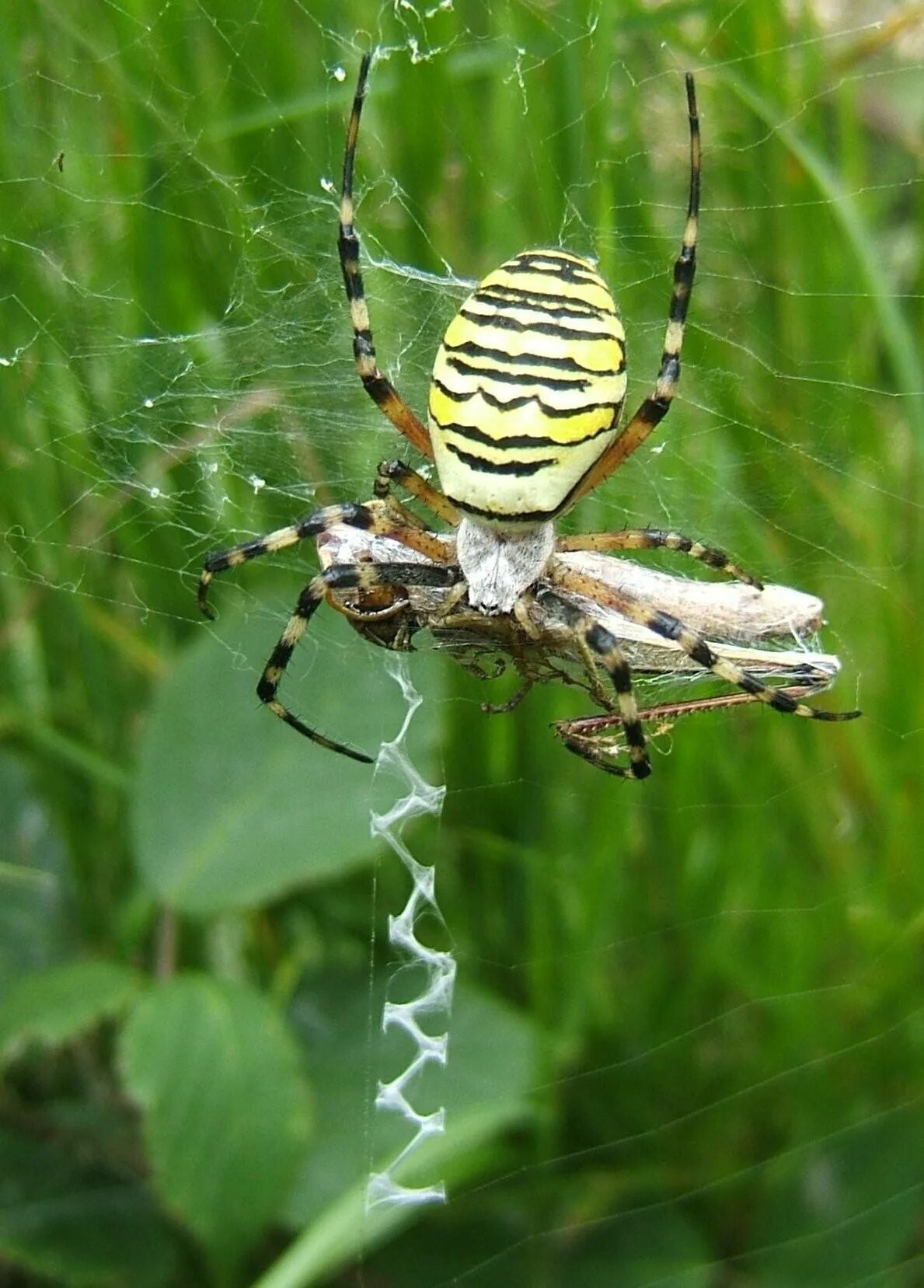 Паук билайн. Аргиопа Брюнниха (Argiope bruennichi). Аргиопа Брюнниха (паук-Оса). Паук Оса Аргиопа. Паук Аргиопа Брюнниха ядовитая.