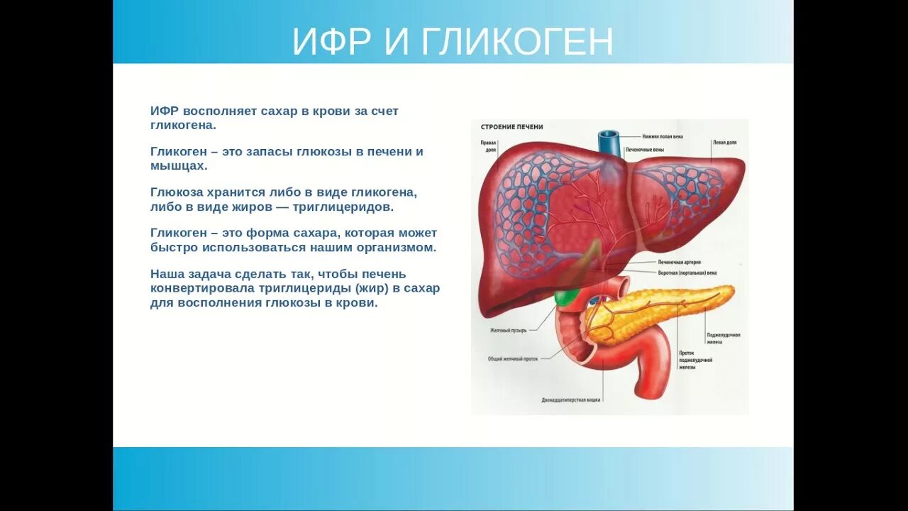 Как влияет поджелудочная железа на печень. Печень и поджелудочная железа. Влияние Глюкозы на печень. Депонирование сахара в печени.