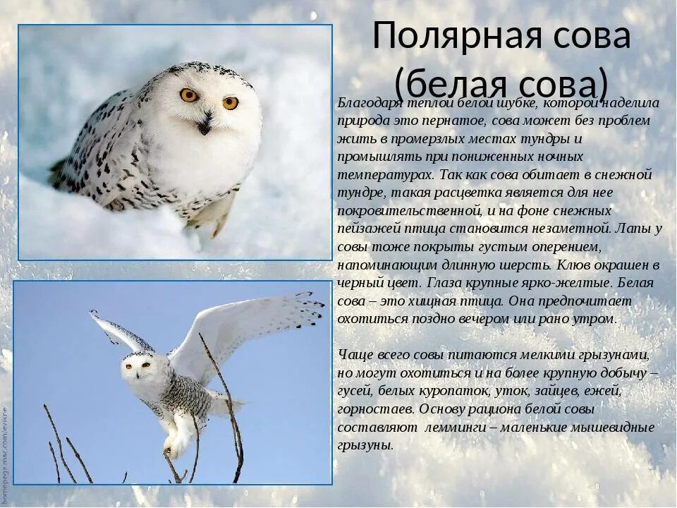 Где обитает сова в какой природной зоне. Полярная сова в тундре описание. рацион полярных сов. полярная сова ареал. полярная сова ареал обитания.