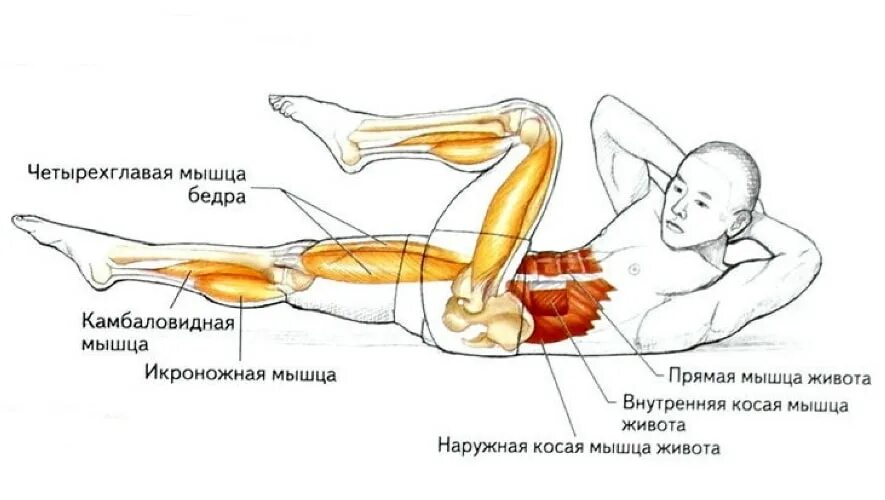 Упражнение велосипед мышцы. Упражнения для мышц пресса. Упражнения для мышц брюшного пресса. Велосипед на пресс какие мышцы работают.