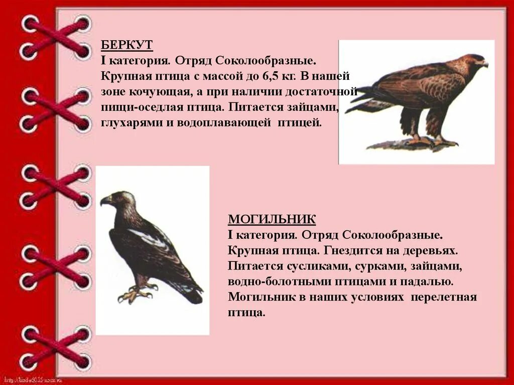 Красная книга республики марий эл животные. Животные красной книги марий эл. животные занесенные в красную книгу республики марий эл. редкие животные марий эл занесенные в красную книгу. растения и животные марий эл занесенные в красную книгу.
