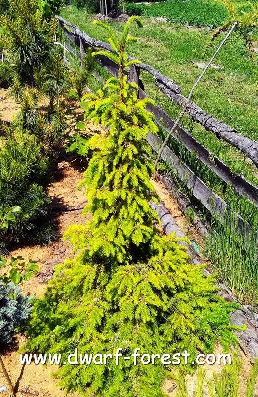 Ель сербская оморика пендула. Picea omorika golden rain. Picea (ель) omorika c3 40-60. Picea omorika. Ель сербская оморика.