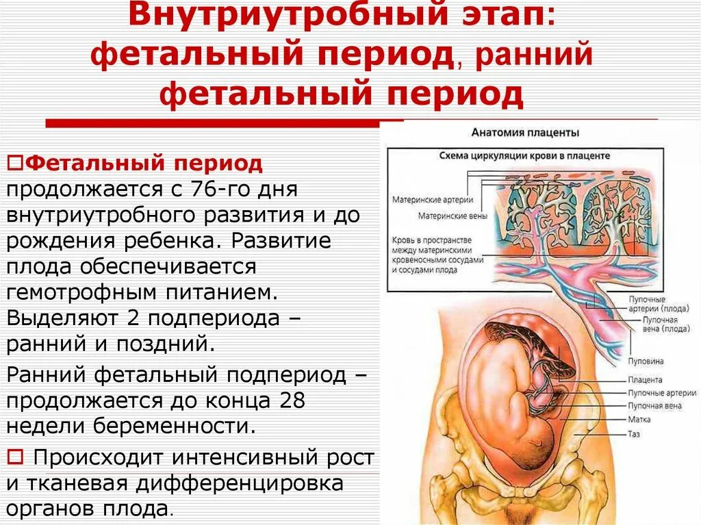 Фетальный этап внутриутробного периода. Периоды внутриутробного развития плода. Этапы внутриутробного развития. Внутри утробний период.