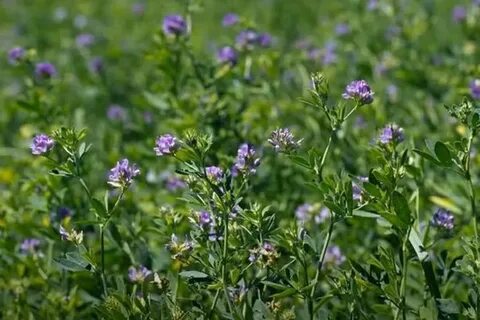 Үлкен мүшесі бар орыс порно