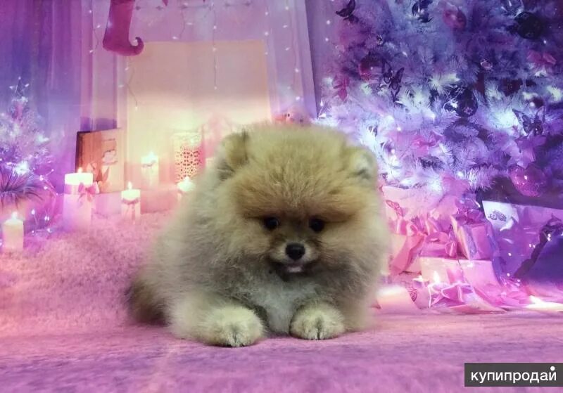 шпиц зенуи. выставки шпицев екатеринбург. померанский шпиц магазин. щенки маленьких пород юла. карликовый шпиц екатеринбург.