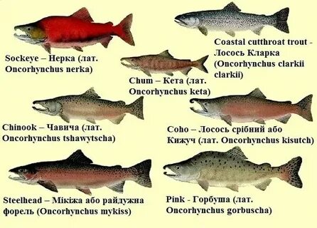 Кижуч семейство каких рыб