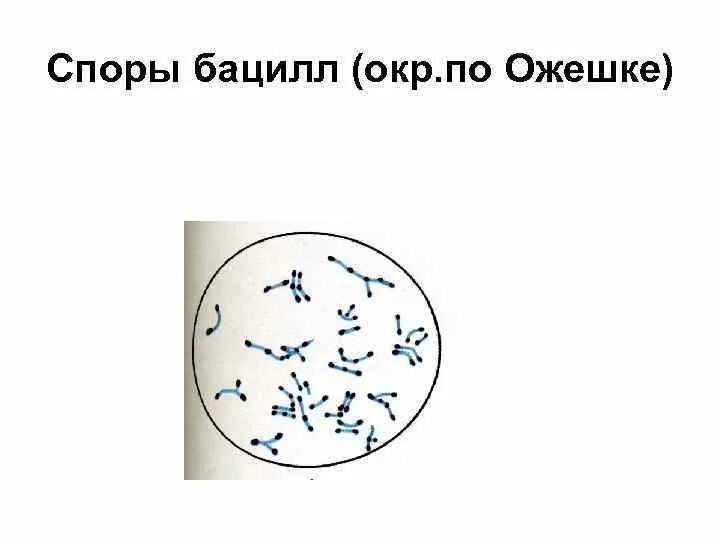 Окраска спор бактерий. Споры бактерий окраска по Ожешко. Спор бацилл по Ожешко. Метод Ожешко бациллы. Споры клостридий по Ожешко.