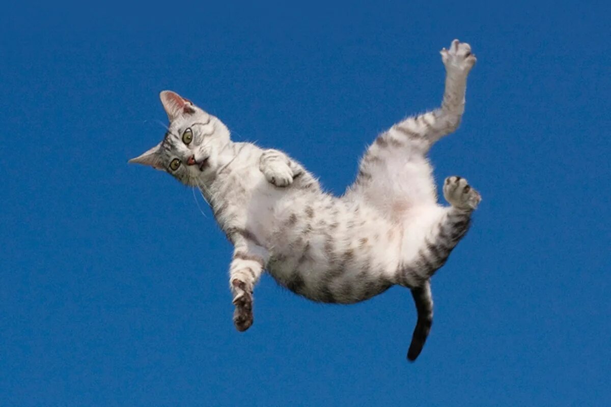 Коты полетели. Кот падает. Летающие коты. Кот прыгает.