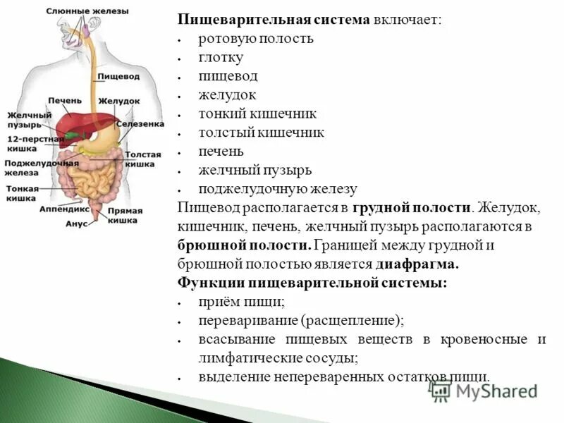 Органы пищеварения их строение и функции. Пищеварительная система желчный пузырь анатомия. система пищеварения структура и функции. схема органы железы пищеварительной системы и их функции. пищеварительная система анатомия печень.