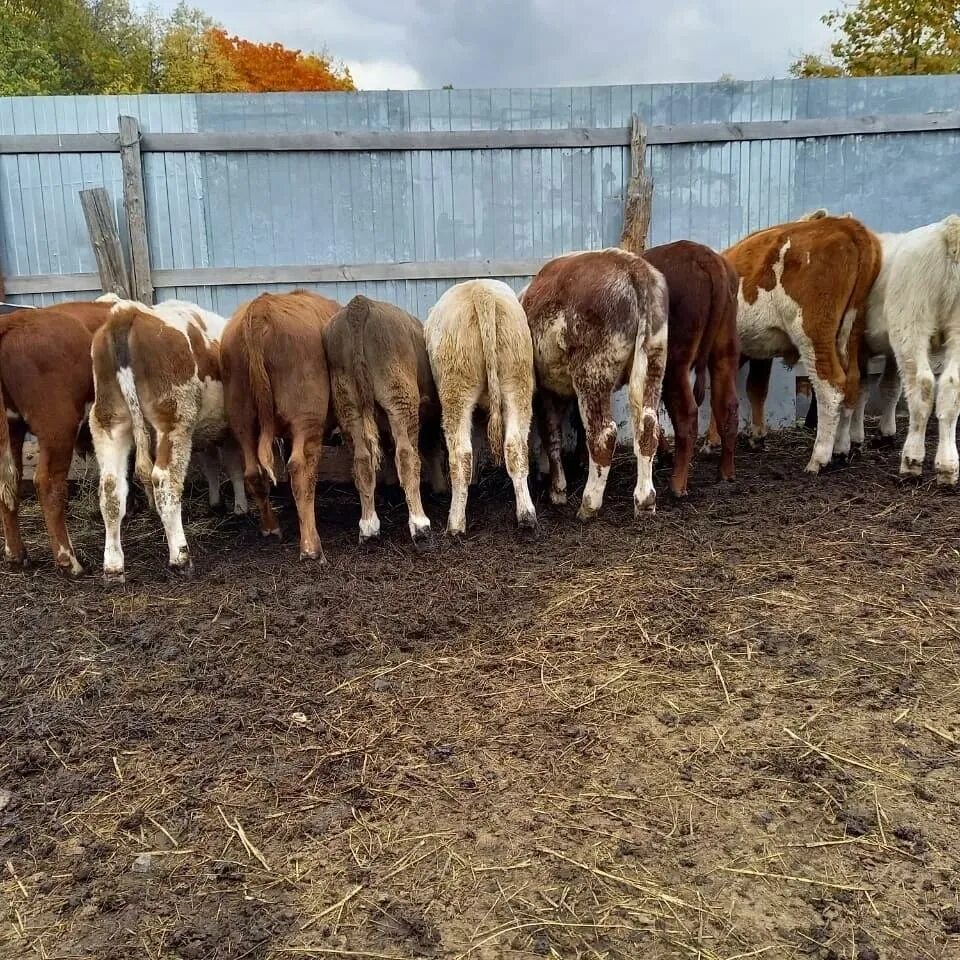 Коровы в саратовском районе. Породы крупного рогатого скота молочного мяса молочного направления. Вес молодого бычка. Оценка быков по качеству потомства. Коричневый бычок.
