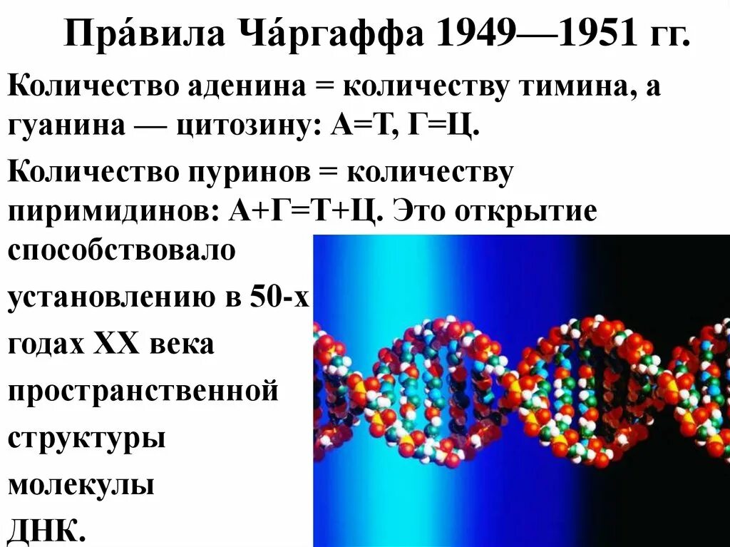 Правило Чаргаффа для ДНК И РНК. Закон Чаргаффа биология. Правило Чаргаффа для ДНК. Нуклеиновые кислоты правило Чаргаффа.