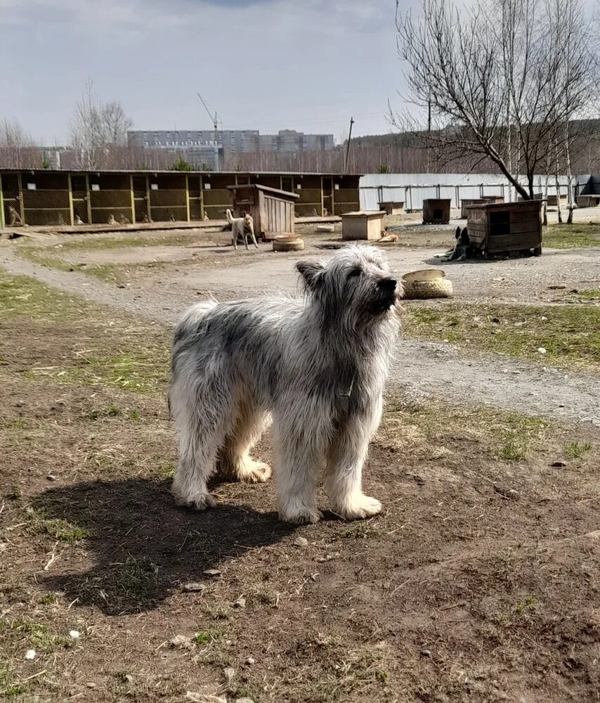 Собаки в находке