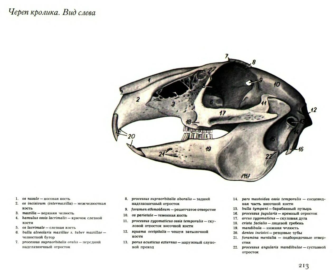 Череп зайца строение кости. Строение черепа крысы (вид сверху и сбоку).. Строение скелета черепа крысы. Строение черепа кролика.