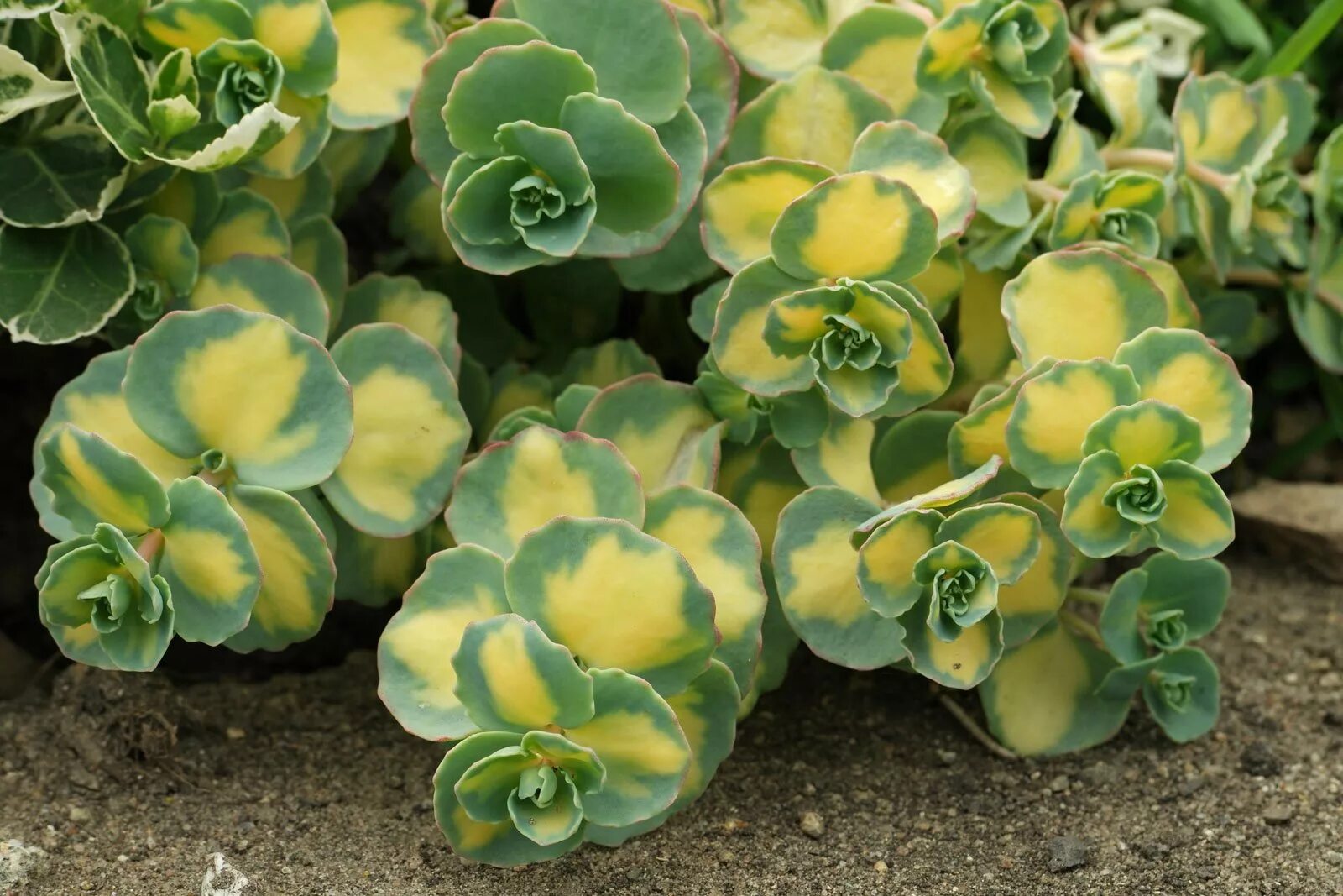 очиток зибольда (sedum sieboldii). седум (очиток) зибольда (sieboldii). очиток зибольда. очиток зибольда. седум зибольда брайт пинк.