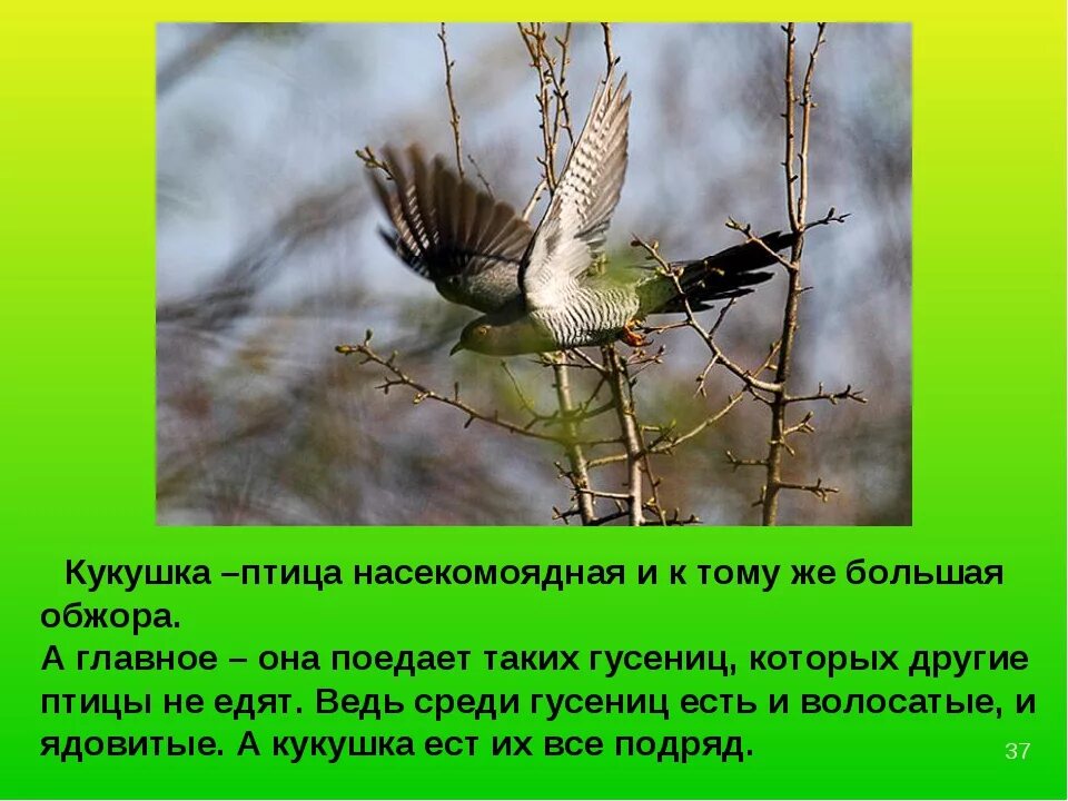 Карточки птицы кукушка с описанием для детей. Интересное о кукушке. Сообщение о кукушке. Рассказ про кукушку. Доклад о кукушке.