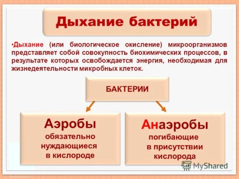 Какие различают бактерии по способу питания кратко. Типы дыхания бактерий. Дыхание бактерий классификация. Способы дыхания бактерий. Бактерии по способу дыхания схема.