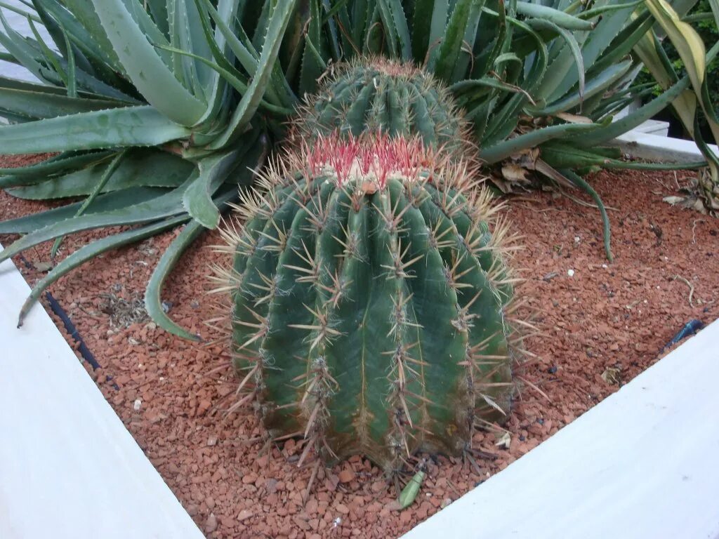 алоэ крупный. Aloe erinacea. суккулент алоэ. обои на рабочий стол суккуленты. суккулент алоэ.