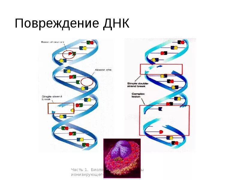 Повреждение ДНК. Влияние радиации на ДНК. Разрыв ДНК. Презентация повреждения ДНК..