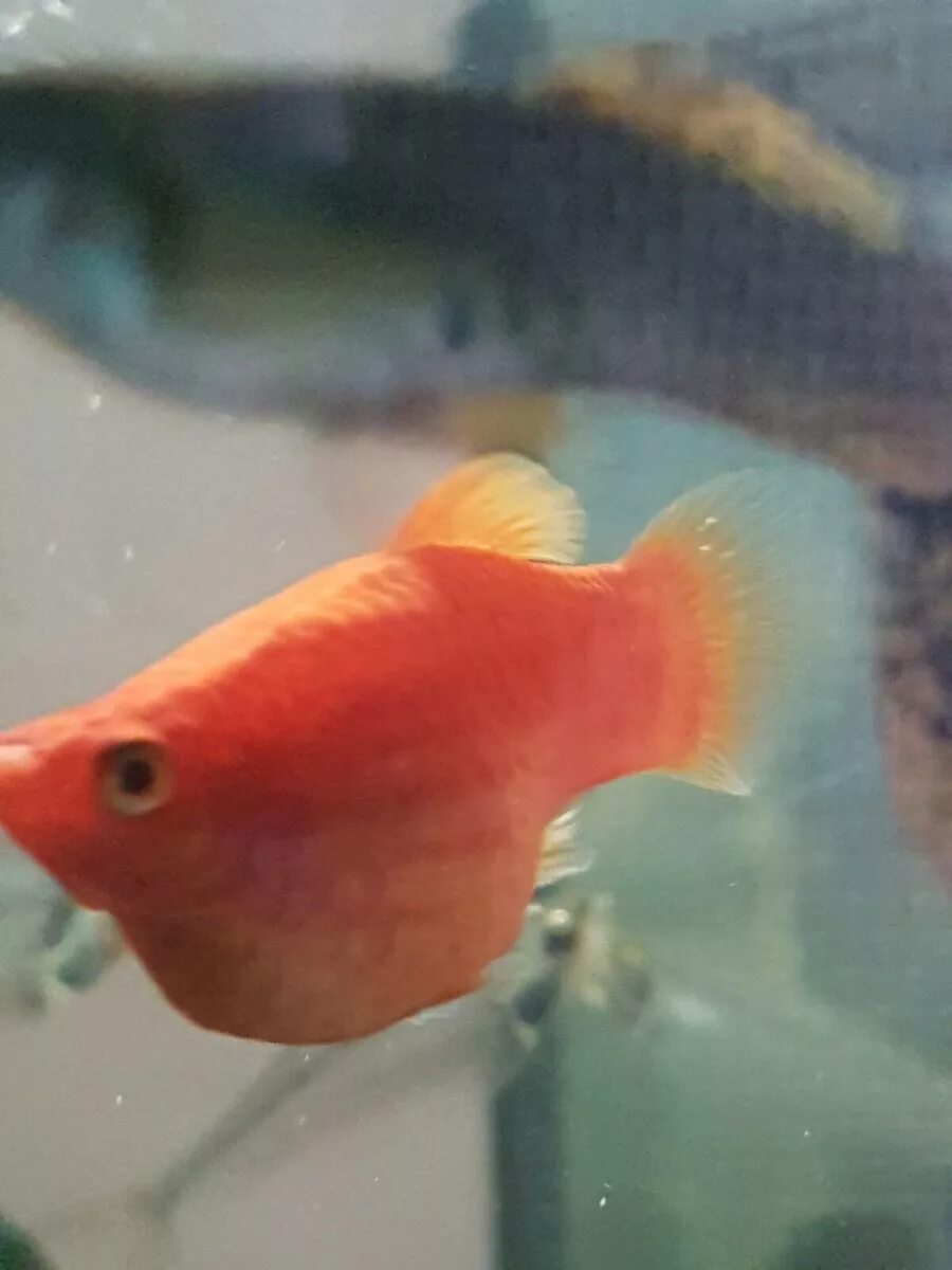 Беременная самка гуппи. Гуппи рыбки самки беременные. Беременная самка гуппи. Гуппи кои альбинос. Беременная рыбка гуппи.