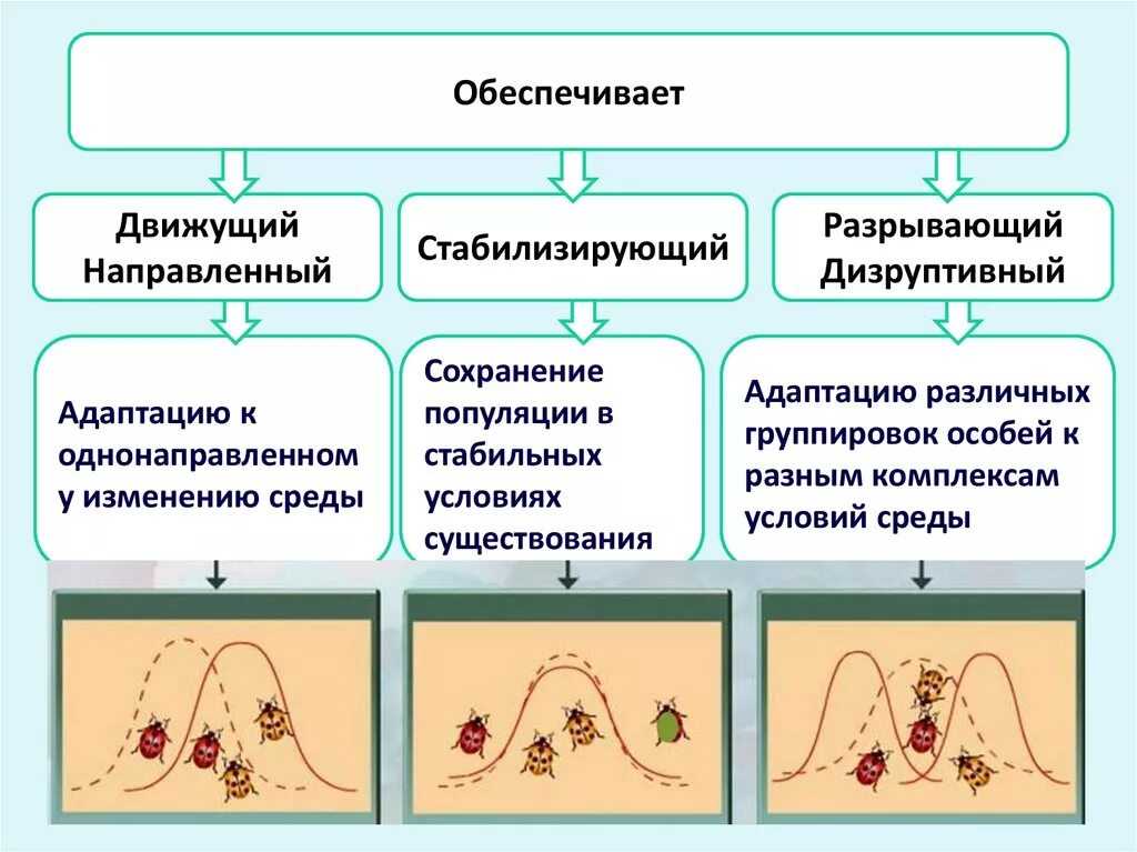 5 примеров естественного отбора. Формы естественного отбора движущий и стабилизирующий. Естественный отбор стабилизирующий движущий дизруптивный. Формы естественного отбора 1) движущий 2) стабилизирующий. Схема естественного отбора движущий стабилизирующий дизруптивный.