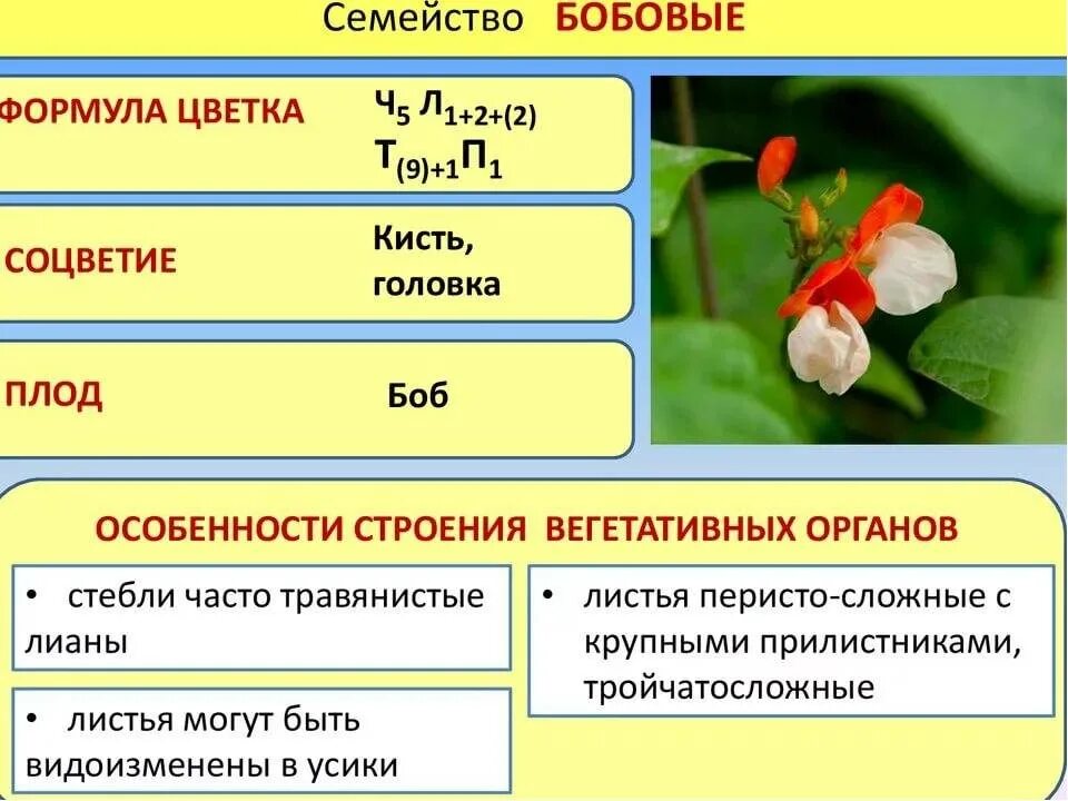 Какой признак указанный в формуле цветка