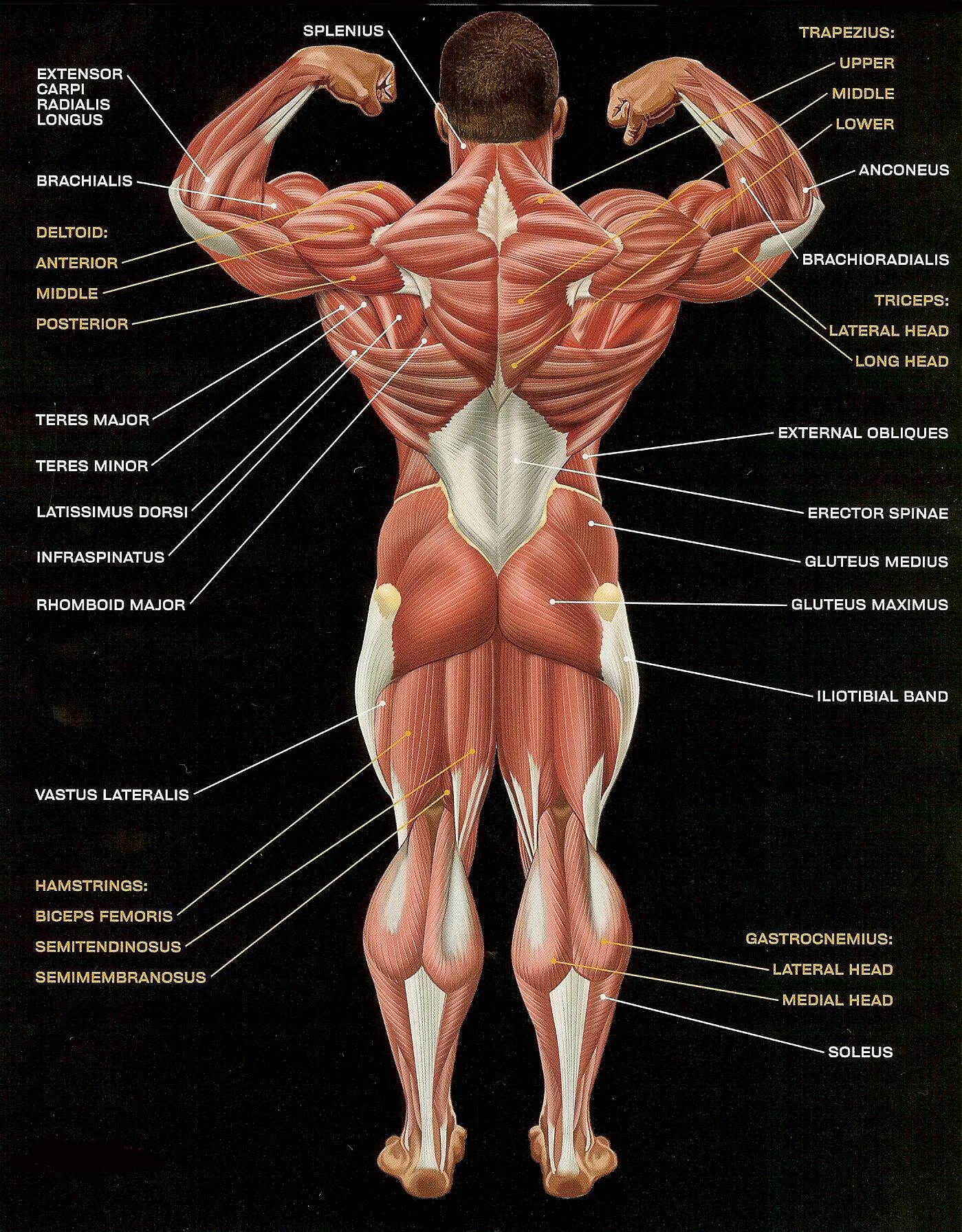 Анатомия мышц человека бодибилдера. Анатомия мышцы человека культуриста. Анатомия тело строения бодибилдинг. Мышцы спины анатомический атлас. Назовите мышцы человека