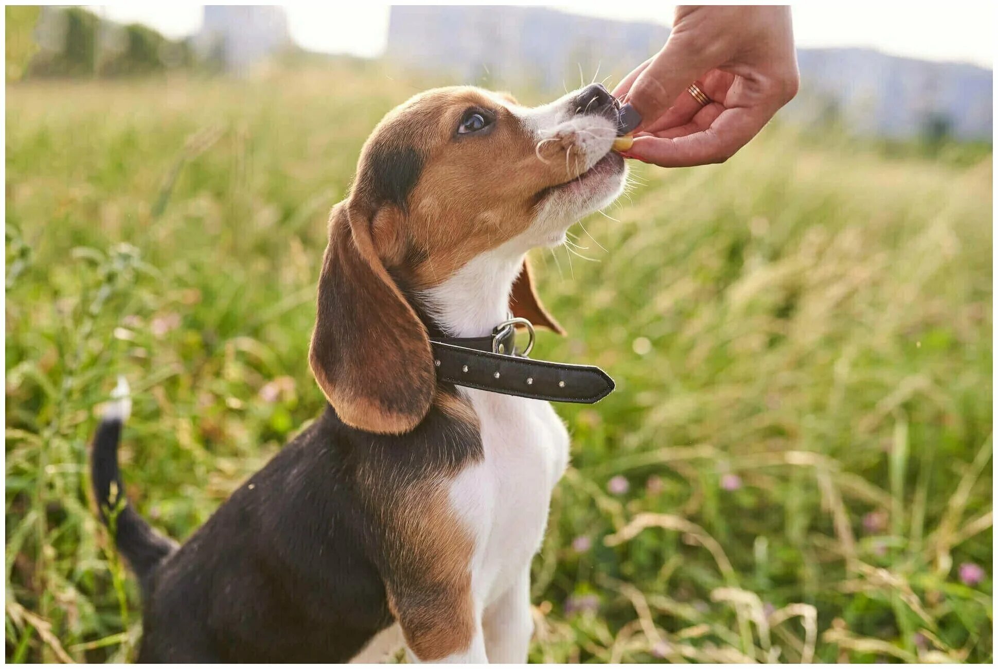 Дрессировка собак. Такса послушная. Поощрение собаки. Собака с кликером. Поощрение собак.