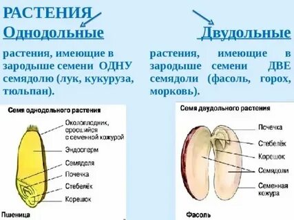 Зародыш семени однодольных и двудольных