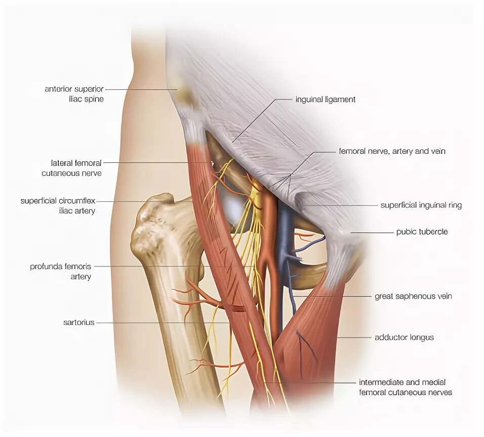 Гунтеров канал. Бедренный треугольник Скарпа. Бедренный треугольник СНП. Треугольник Скарпа анатомия. Бедренный треугольник топографическая анатомия.