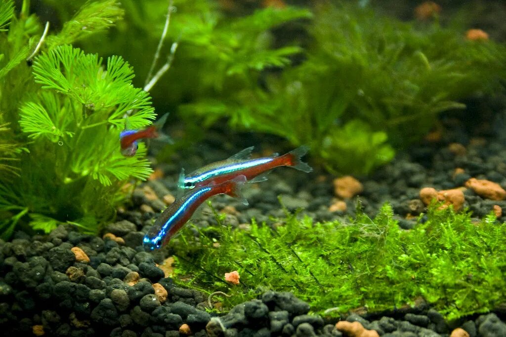 Неон черный рыбка аквариумная. Неон рыбка малек. Неон разведение. Вуалевый неон рыбка. Неон разведение.