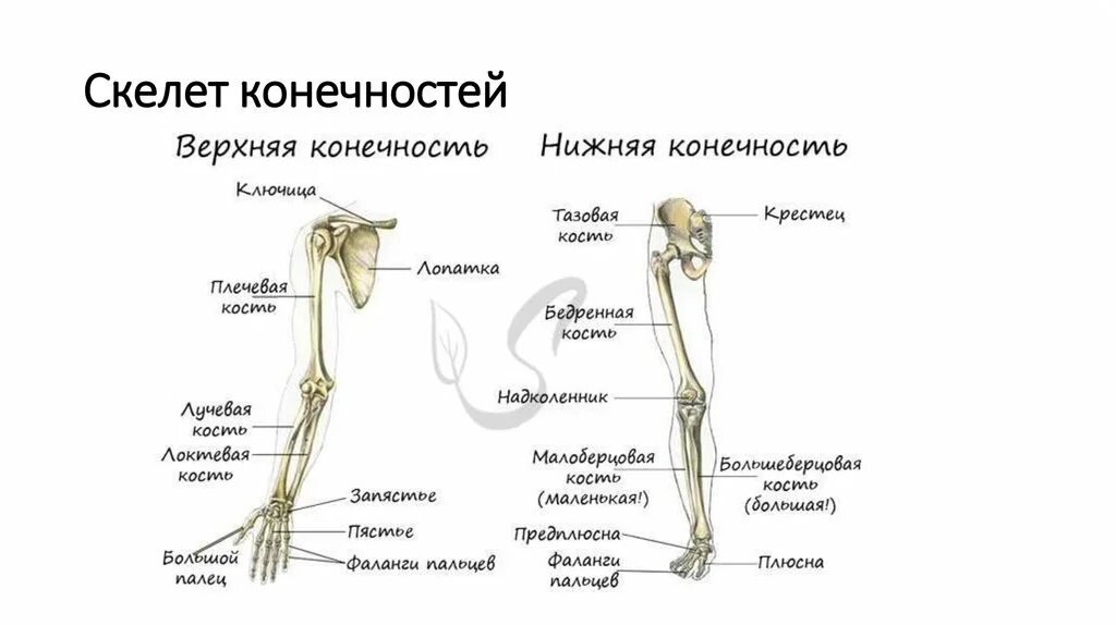 Скелет свободных конечностей отделы. Строение скелета верхних и нижних конечностей. Строение нижней конечности руки скелета. Скелет верхних и нижних конечностей человека. Строение скелета конечностей 8 класс.