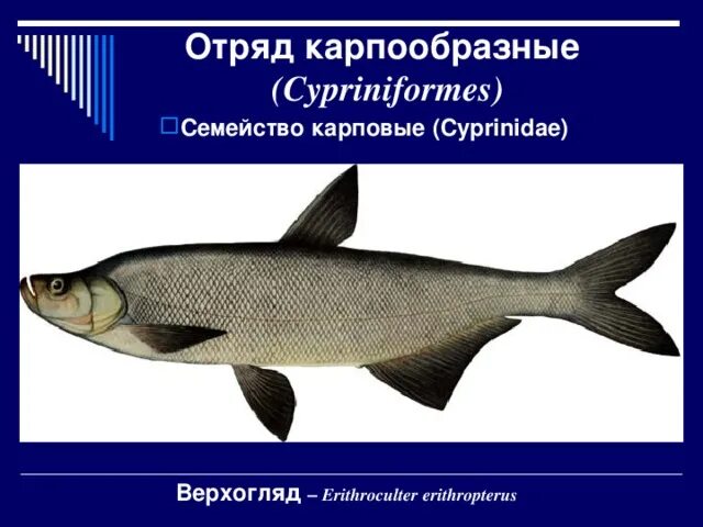 Особенности внешнего строения карпообразных. Отряд карпообразные внешнее строение. внешнее строение карпообразных рыб. отряд карпообразные общая характеристика. карпообразные строение.
