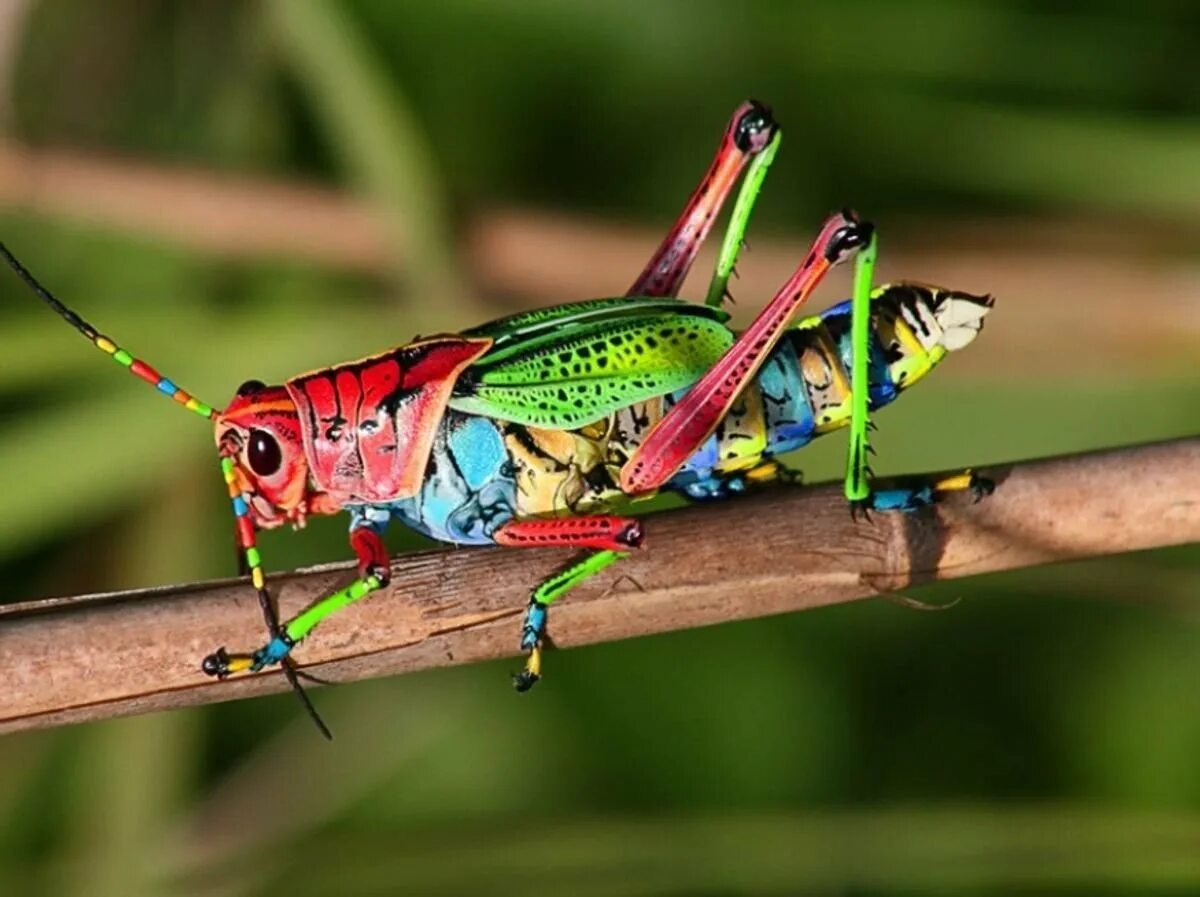 Радужный кузнечик Dactylotum bicolor