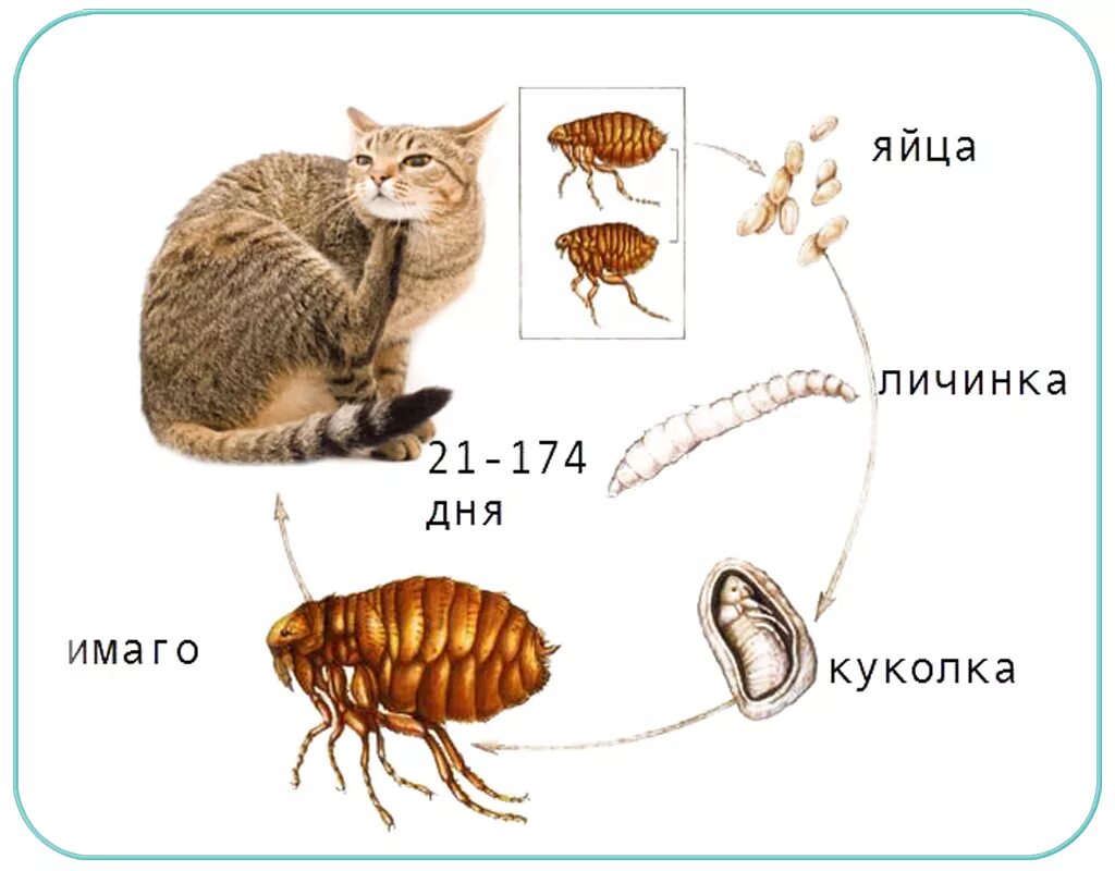 Сколько живут блохи. Жизненный цикл блохи кошачьей. Цикл развития блохи. Цикл развития кошачьей блохи. Цикл развития блохи у кошки.