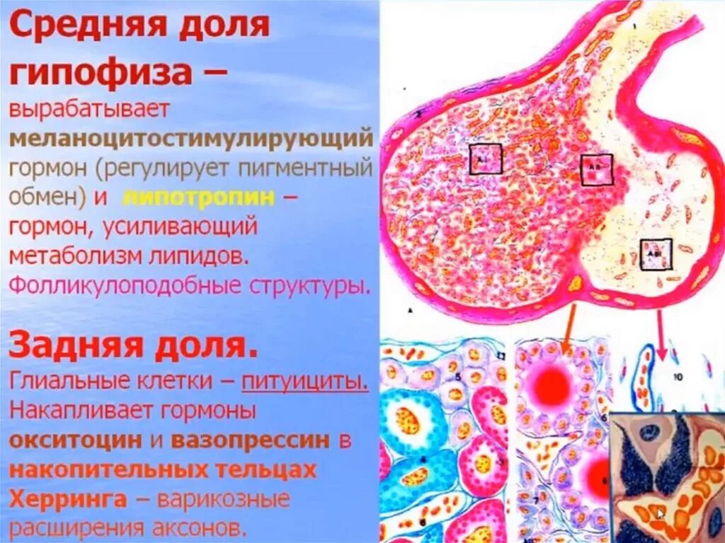 Гормоны гистология. Гормоны гистология