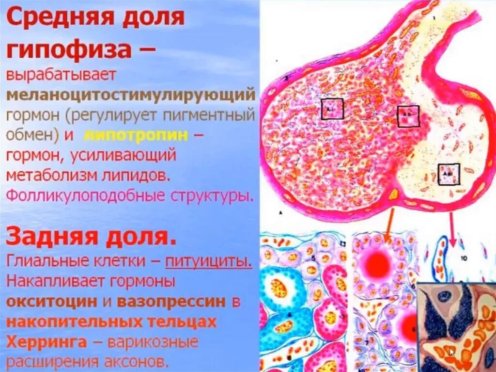 Питуициты гипофиза гистология. Гипофиз гистология препарат. Клетки передней доли гипофиза препарат. Гипофиза таблица гистология.