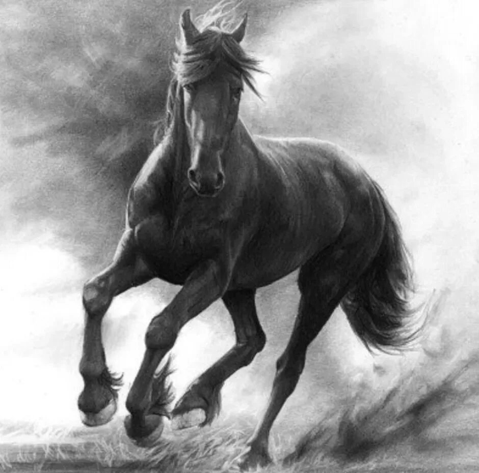 Черное рисунок лошади. Лошадь рисунок. красивые рисунки лошадей. лошадь черно белая. конь черно белый рисунок.