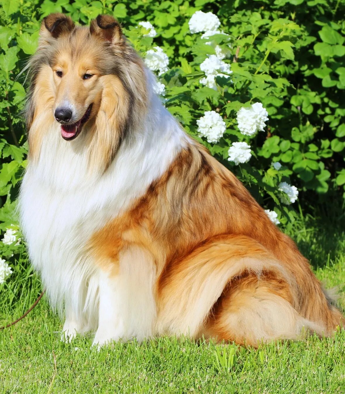 Колли соболиный. Шотландская колли длинношерстный. Длинношерстный колли окрас соболь. Шотландская овчарка шелти мраморная. Колли длинношерстный соболиный.