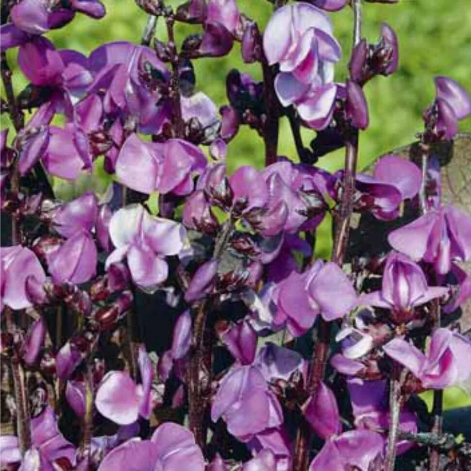 Долихос вьющаяся сирень. Цветы долихос вьющаяся сирень. Вьюн долихос. Вьюн долихос. Долихос вьющаяся сирень.