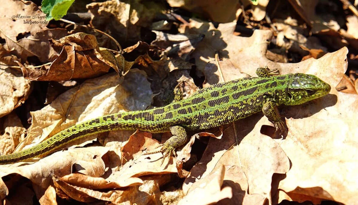 Прыткая ящерица. Ящерица прыткая (лат. Lacerta Agilis). Ящерица прыткая горнокрымская. Зеленая прыткая ящерица. Прыткая ящерица обитает в