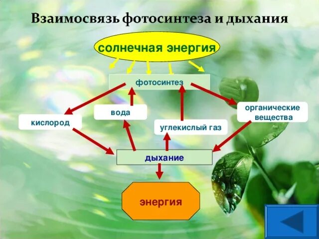 Дыхание растений. Фотосинтез схема. Фотосинтез органические вещества. Фотосинтез и дыхание растений. В каких растениях протекает дыхание