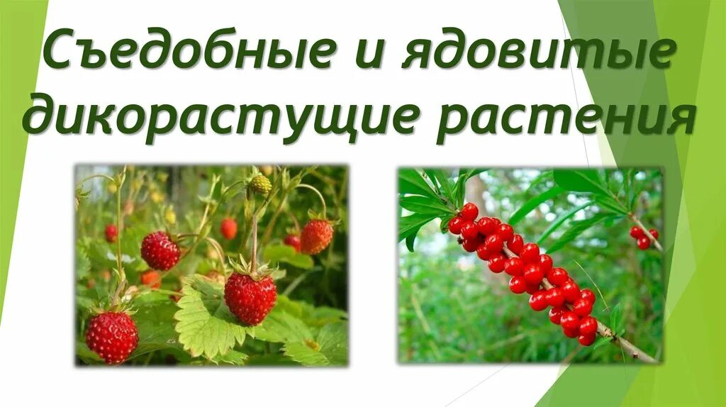 что такое лекарственные растения. чертополох и расторопша. гареджский шалфей. лекарственные травы фитотерапия. пижма бальзамическая.