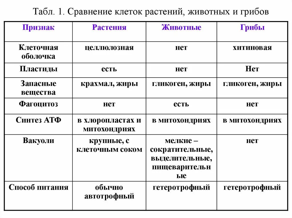 Сравнение животной растительной и грибной клетки таблица. Сравнение животной растительной грибной и бактериальной клетки. Сравнение клеток растительных и животных и грибов бактерий. Сравнение клеток растений и животных и грибов. Отличие клетки от молекулы