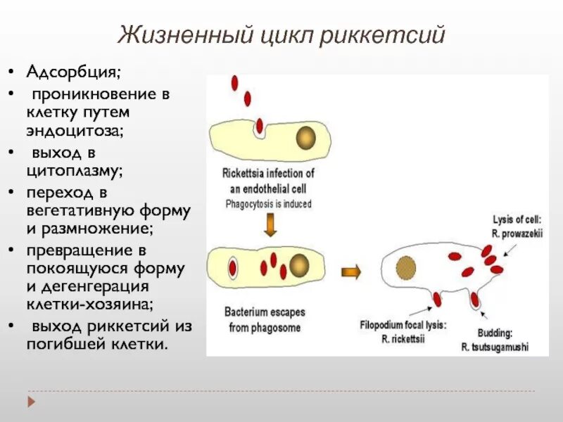 Жизненный цикл риккетсии микробиология. Стадии жизненного цикла риккетсий. Стадии жизненного цикла хламидии. Схема стадий жизненного цикла риккетсий.