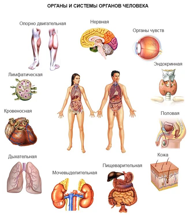 Взаимосвязь систем органов в организме человека. Перечислить основные системы органов человека. Система органов человека 5 органов. Строение организма человека: органы, системы органов, организм.. Строение и функции систем органов человека.