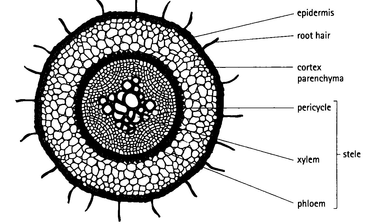 Internal root. Dicot root cross-section. root structure. secondary structure of the root. internal structure of the root.