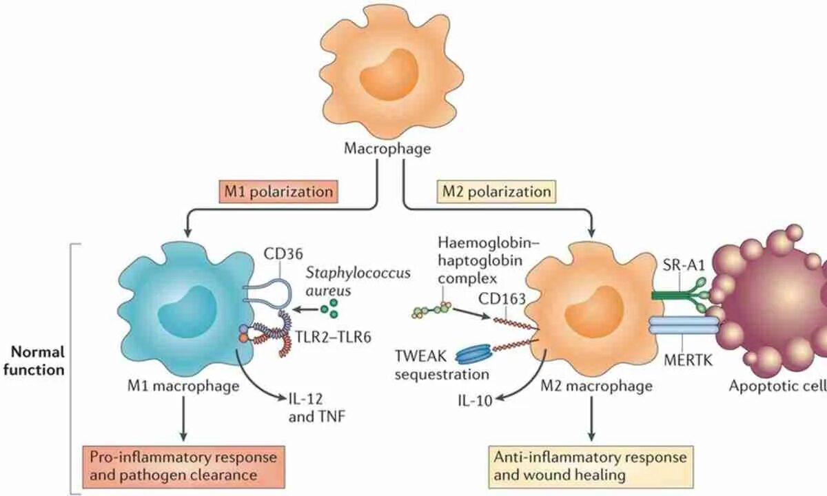 2 макрофаги. Строение макрофагов иммунология. Макрофаги строение и функции. Активация макрофагов.