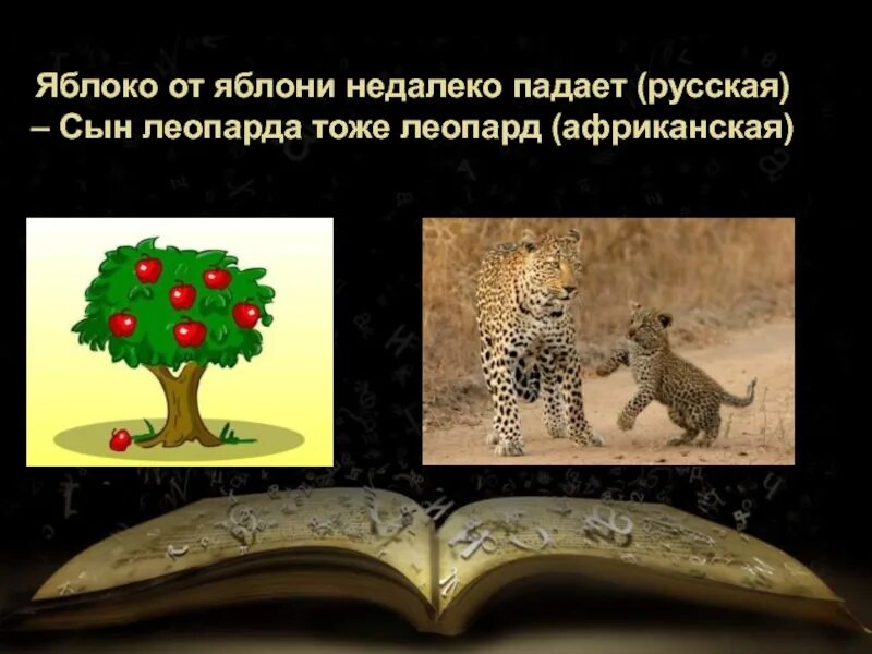 Яблоко от яблони недалеко падает значение пословицы. Пословица сын леопарда тоже леопард. Сын леопарда тоже леопард значение. Пословиться народов Африки сын леопарда тоже леопард. Русские пословицы аналогичные данным сын леопарда тоже леопард.